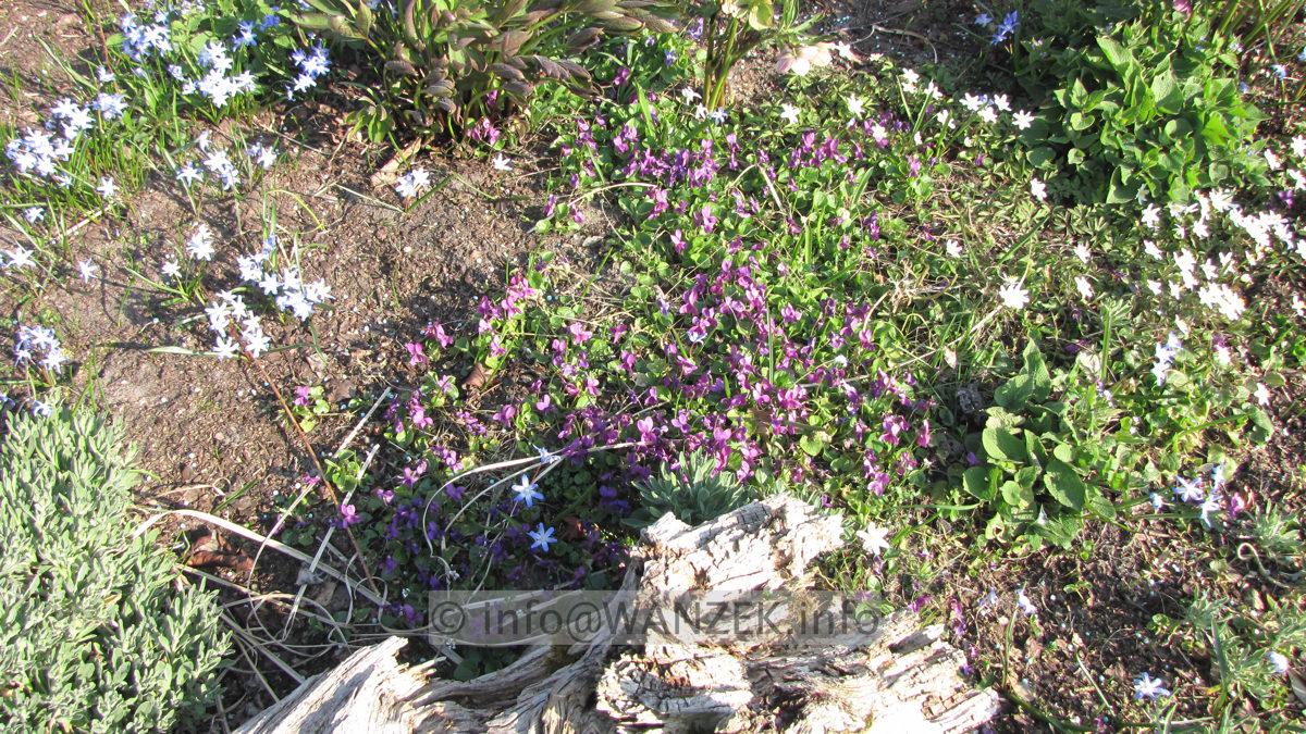 Viola odorata Red Charme 01.JPG
